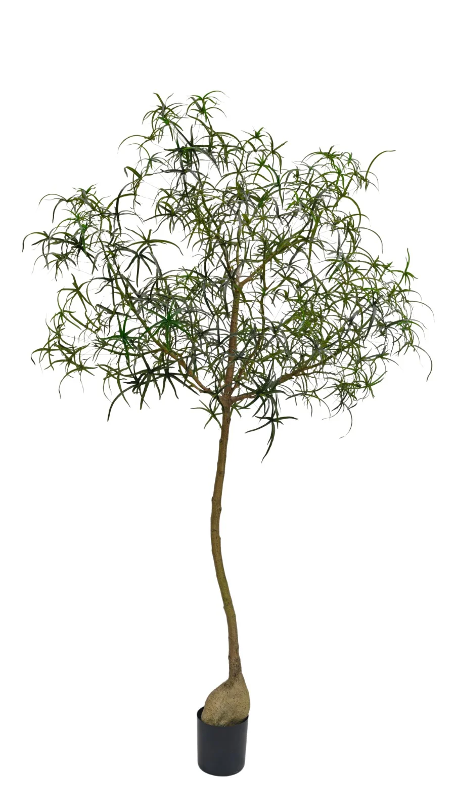 New Plants & Trees